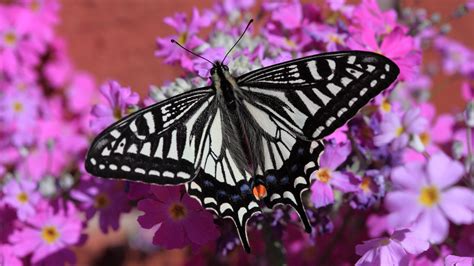 Swallowtail Butterfly Wallpaper Iphone Android
