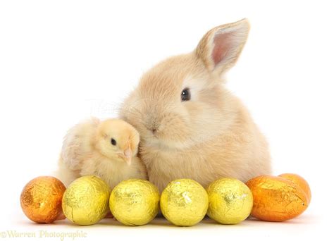 Sandy Rabbit And Yellow Bantam Chick With Easter Eggs Photo Wp38024