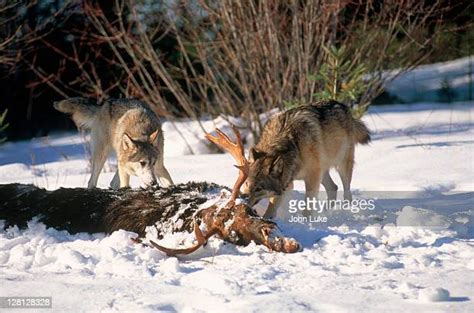 Wolf Kill Photos And Premium High Res Pictures Getty Images