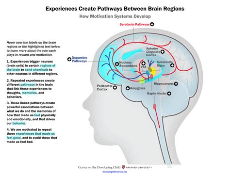 The Brain Circuits Underlying Motivation Northwest Montessori Preschool