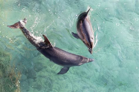 Are Dolphins Dangerous 17 Facts That Suggest They Are