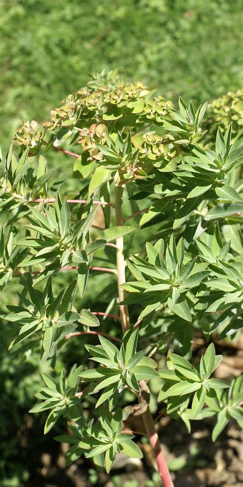 Faaxaal Photos Nature Gratuites Et Libres De Droits Euphorbia Illyrica Euphorbe Poilue