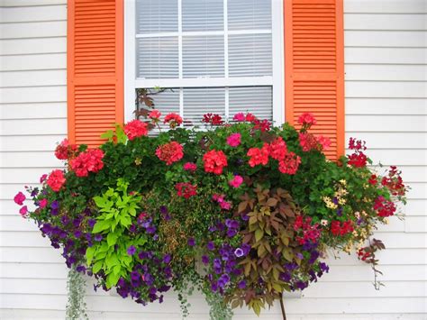 And not a drop of rain. How to plant a rockin' window box | The Impatient Gardener