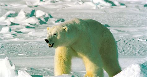 Report Polar Bear Survival Depends On Cutting Greenhouse Gases