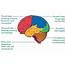 Human Lobes Of The Brain Position And Functions  IYTmedcom