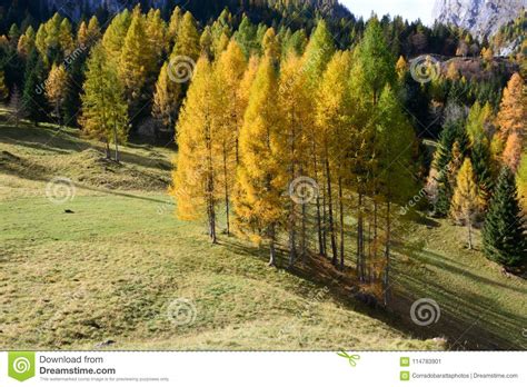 Beautiful Colors Of The Autumn Forest Between Yellow Orange And Green
