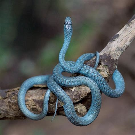 🔥 Wild Blue Phase Common Tree Snake Found In Queensland Australia R