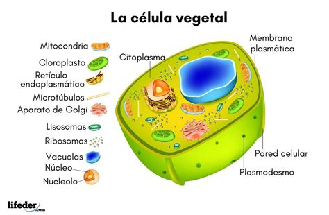 Partes Y Funcion De La Celula Vegetal Consejos Celulares Porn Sex Picture