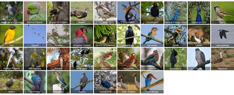 Checklists Of The Birds Of India By State Bubo Birding
