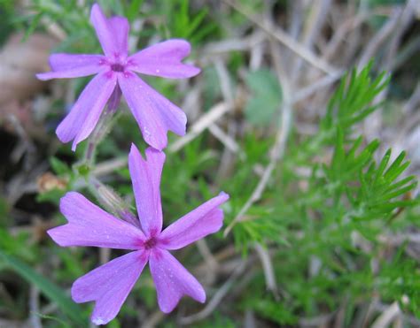 Using Georgia Native Plants Native Spring Perennials In Georgia