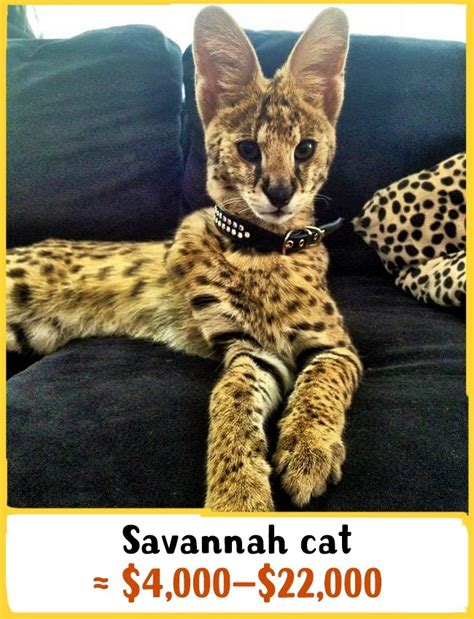 Finding the cheapest price for top hotels in caracal, romania is easy with agoda.com. 19 awesome cats that cost a fortune