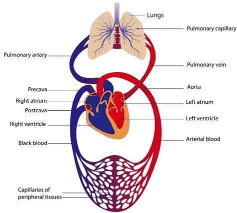 Introduction To Circulatory System Neet Notes Edurev