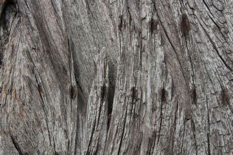 Close Up Of Old Wood Tree With Detail Stock Photo Image Of Colours