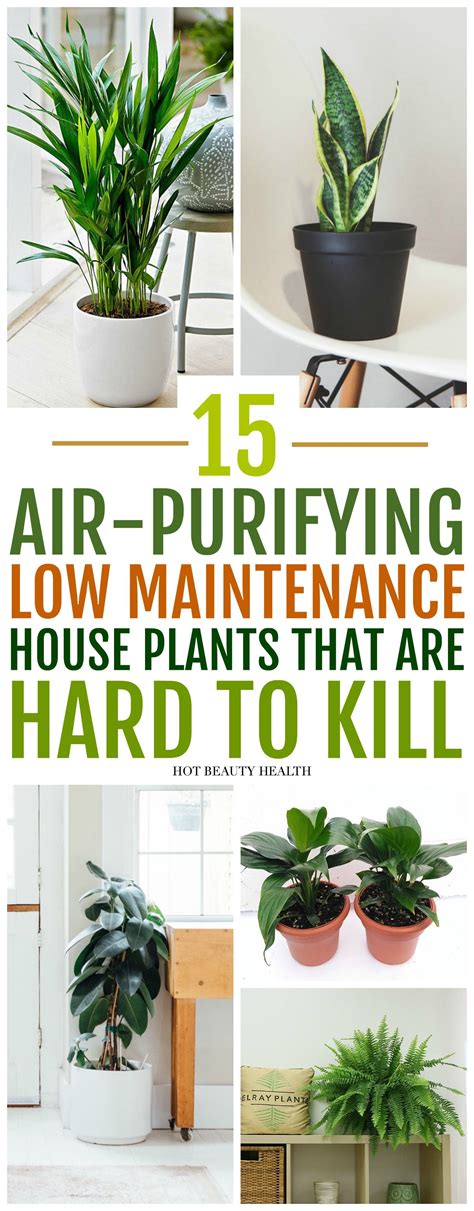 15 Air Purifying Plants You Need In Your Home Low Maintenance Indoor