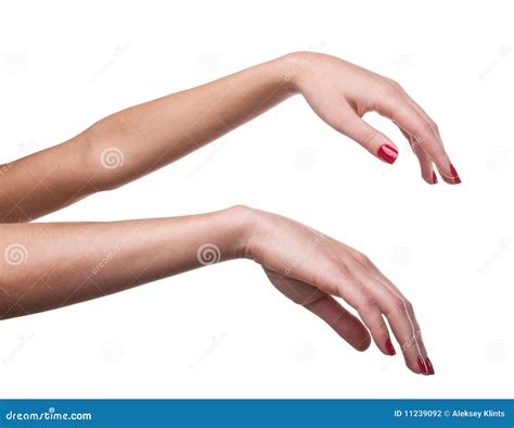 Woman Hand Stock Photo Image Of Finger Beauty Beautiful 11239092