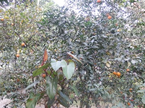 Bangladesh Unlocked Bangladesh Oranges