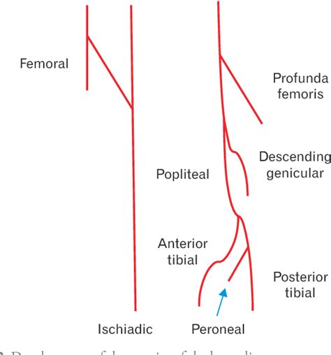Figure 1 From A Rare Double Profunda Femoris Artery In A Female Cadaver