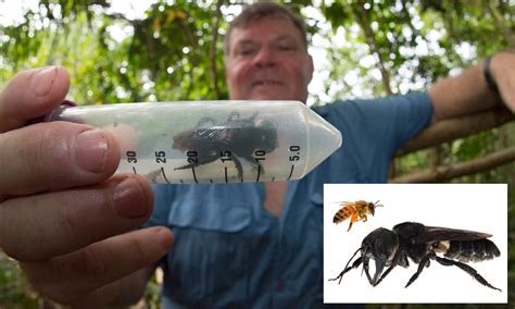 The Worlds Largest Bee Rediscovered After 38 Years Natural History Museum Vlr Eng Br