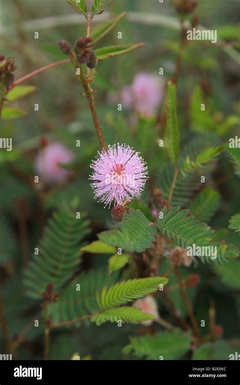 Mimosa Pudica Or Sensitive Plant Stock Photo Alamy