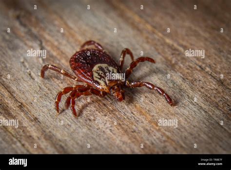 Pictured Here Is The American Dog Tick Stock Photo Alamy