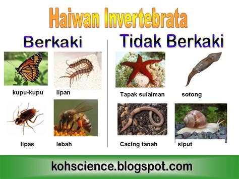 So please help us by uploading 1 new. Kelas Sains Mr Habib: Sains Tahun 4 : Haiwan Verterbrata