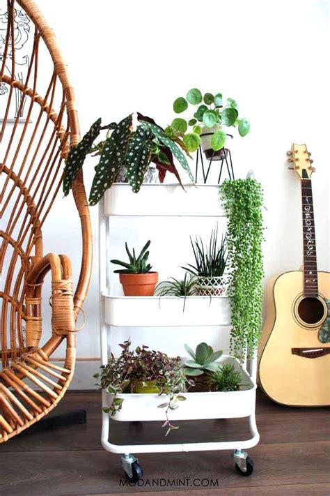 The Perfect Plant Shelf In 6 Simple Steps Plant Decor Indoor Plant