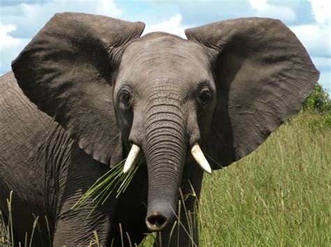 Slashcasual African Elephant Ears