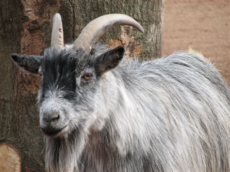 Fileafrican Pygmy Goat 003