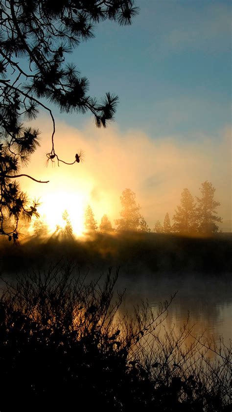 Sunrise Mist Forest Smartphone Wallpapers Hd ⋆ Getphotos
