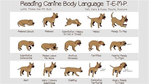 Three Easy Behavioural Interpretations Of Body Language Of Dogs