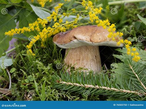 Edible White Mushroom Stock Photo Image Of Delicious 76503750