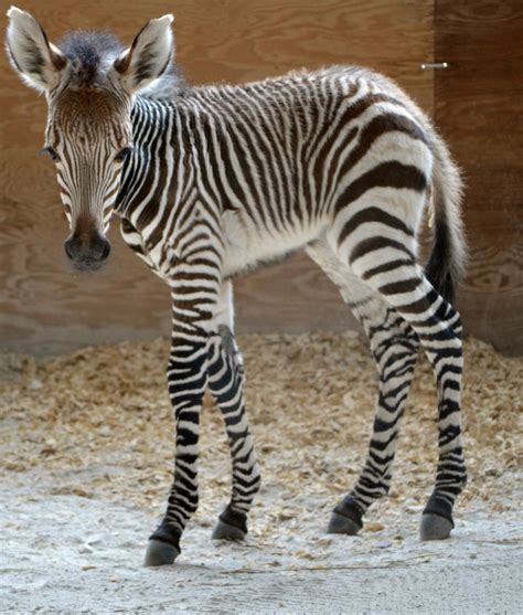 A New Baby Zebra At The Animal Kingdom Lodge Savanna Chip And Co