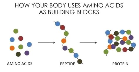Amino Acids And Proteins All You Need To Know About Best Protein