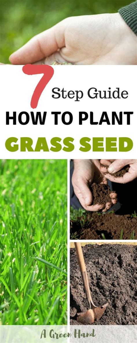 How To Plant Grass Seed 7 Step Guide Grassseed Gardening Agreenhand