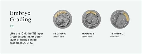 Embryo Grading Explained