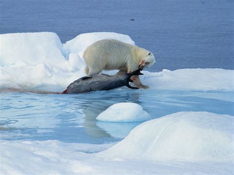 Polar Bear Evolution Was Fast And Furious Science Aaas