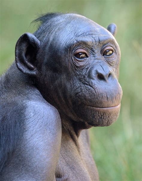 Welcome To Home Page Primates Animals Wild Bonobo