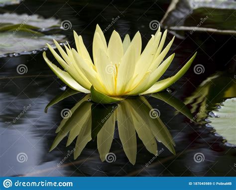 Reflection Of A Yellow Water Lily Stock Image Image Of Horticultural