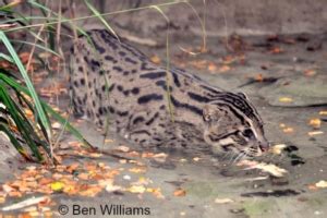 Most of the wild cat species are listed under the headings of endangered, vulnerable, threatened, rare, least concern and data deficient. Endangered Cats Archives - International Society for ...