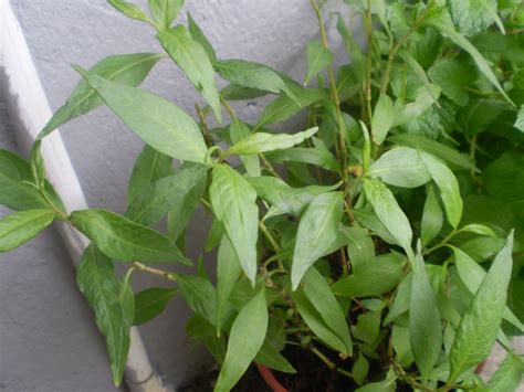 Tumbuhan ini banyak dijumpai di dataran rendah dan tumbuh liar di kawasan yang bertanah lembap dan berair. GO RIGHT IN....MY GARDEN: Vietnamese mint (Persicaria Odorata)
