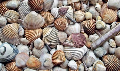 Shells Background Wallpaper Free Stock Photo Public Domain Pictures
