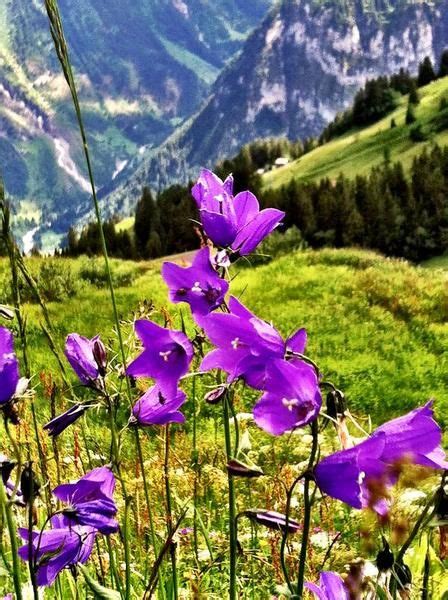 Swiss Alpine Flowers Alpine Flowers Alpine Plants Wild Flowers