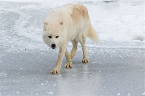 √ Arctic Wolf Hunting Caribou Alumn Photograph
