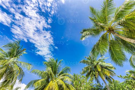 Beautiful Cloudy Sky Landscape And Green Palm Leaves Low Point Of View