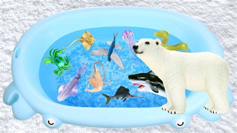 Sea Animal Toys For Children Learn Animal Names Lum Sum Kids Youtube