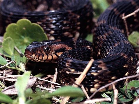 Snake Black Python Reptiles Animals Hd Wallpaper Peakpx
