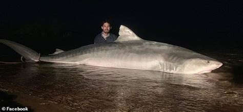 Australia Giant Tiger Shark 5 Meters Long Has Been Subdued By Fishermen
