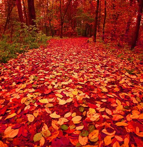 Red Path Ii Autumn Forest Fall Pictures Beautiful Fall