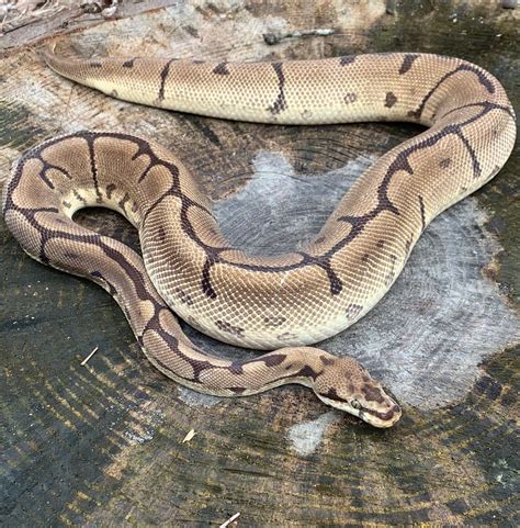 Leopard Spider Yellowbelly Ball Python By Pacmanns Reptiles Morphmarket