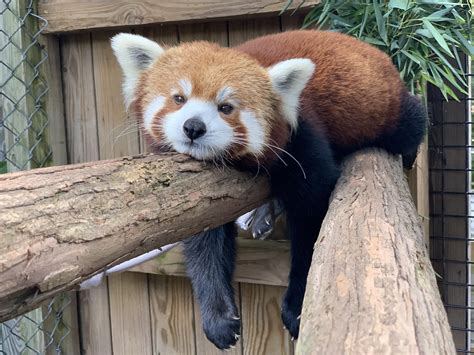 Please Follow Iloveredpandas Red Panda At The Capron Zoo Redpanda
